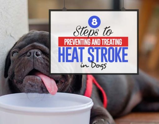 8 Steps to Preventing and Treating Heat Stroke in Dogs All the Steps to Preventing and Treating Heat Stroke in Dogs