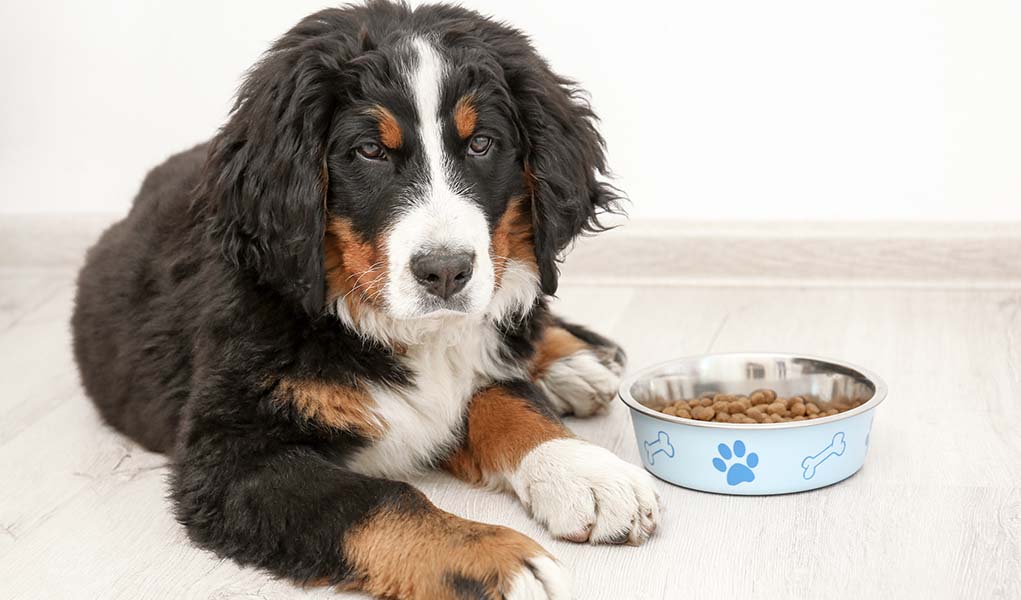 Bernese Mountain Dog Breed Profile Top Dog Tips