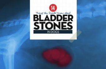 Bladder Stones in Dogs: Home Remedies and Veterinary Treatments Bladder Stones in Dogs