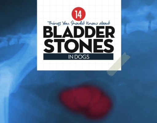 Bladder Stones in Dogs: Home Remedies and Veterinary Treatments Bladder Stones in Dogs
