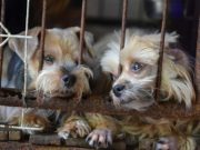 UPDATE: California Set to Ban Puppy Mill Sales to Encourage Dog Adoption California Set to Ban Puppy Mill Sales to Encourage Dog Adoption
