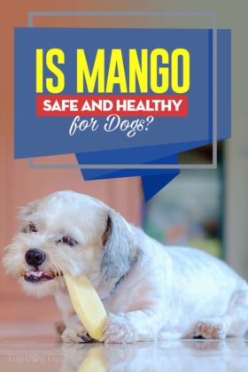 Can Dogs Eat Mango or Are Mangoes Bad for Dogs, and Why?