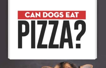 Can Dogs Eat Pizza? Can Dogs Eat Pizza