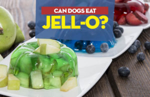 Can Dogs Have Jell-O? Can Dogs Have JellO