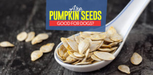 Can Dogs Eat Pumpkin Seeds? Pumpkin Seeds for Dogs 101