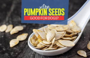 Can Dogs Eat Pumpkin Seeds? Can Our Dogs Eat Pumpkin Seeds