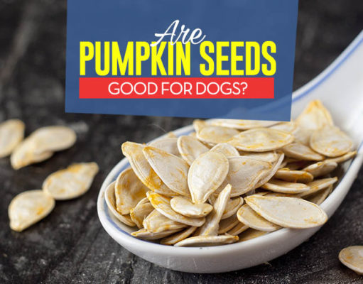 Can Dogs Eat Pumpkin Seeds? Can Our Dogs Eat Pumpkin Seeds