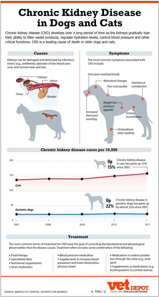 Kidney Failure in Dogs: The Ultimate Science-based Guide