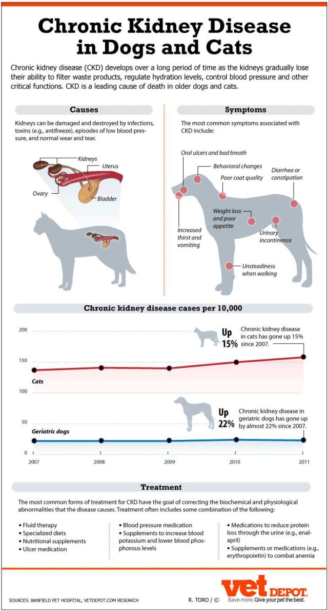 Kidney Failure in Dogs: The Ultimate Science-based Guide