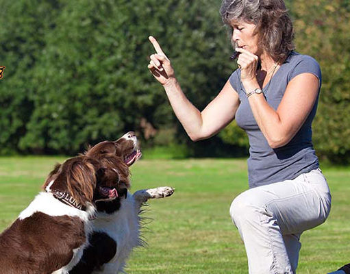TOP #27: Difference Between Dog Training vs Canine Behavior Work Difference Between Dog Training vs Canine Behavior Work