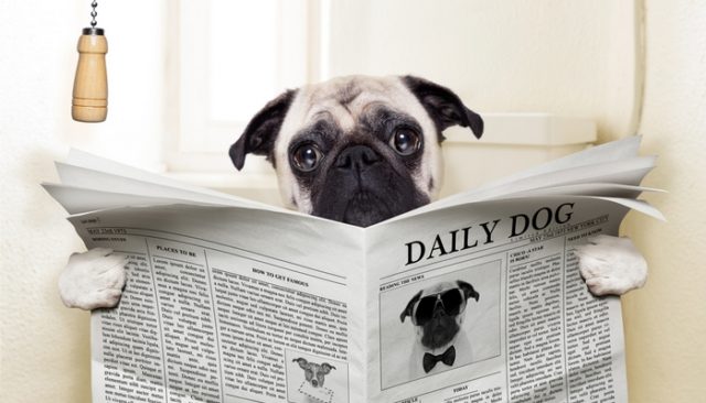 Fresh Look at Dog Constipation 12 Ways To Prevent And Treat It