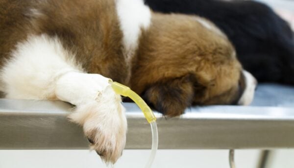 Picture Idea: Dog Constipation 12 Ways To Prevent And Treat It