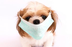 New Canine Respiratory Illness Spreading Across US Dog wearing a face mask amid new respiratory illness affecting dogs