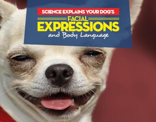 Dog Facial Expressions & Body Language, Explained by Science Dog Facial Expressions and Body Language Explained by Science