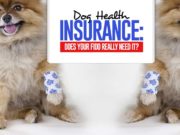 Dog Health Insurance: Do You Really Need It? Dog Health Insurance