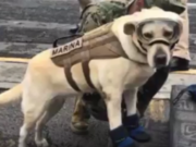 Meet Frida – The Dog Rescuing Humans After Mexico’s Earthquake Meet Frida, the Dog Rescuing Humans After Mexico’s Earthquake
