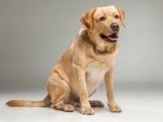 Goldador Dog Breed Profile Goldador Dog Breed