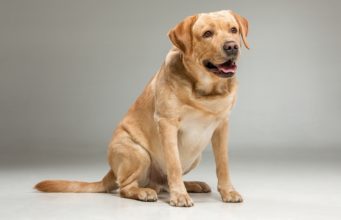 Goldador Dog Breed Profile Goldador Dog Breed