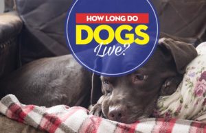 How Long Do Dogs Live? Explaining the Life Expectancy of Dogs Guide on How Long Do Dogs Live