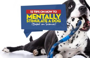12 Tips on How to Mentally Stimulate a Dog (Based on Science) How to Mentally Stimulate a Dog