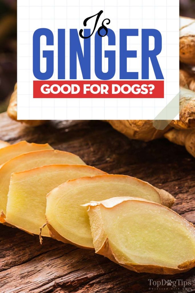 Can Dogs Eat Ginger and Is Ginger Good for Dogs?