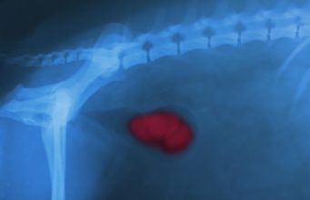 Kidney Failure in Dogs: A Science-based Guide Kidney Failure in Dogs - The Ultimate Science-based Guide