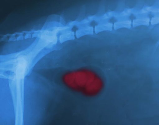 Kidney Failure in Dogs: A Science-based Guide Kidney Failure in Dogs - The Ultimate Science-based Guide