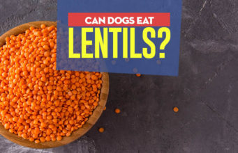 Can Dogs Eat Lentils? 5 Health Benefits and 4 Risks Lentils for Dogs 101