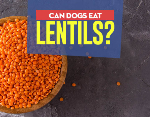 Can Dogs Eat Lentils? 5 Health Benefits and 4 Risks Lentils for Dogs 101