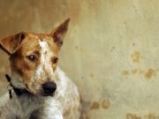 Many Dogs Left Tied Up During Hurricane Irma – Owners Will Be Prosecuted Many Dogs Left Tied Up During Hurricane Irma – Owners Will Be Prosecuted