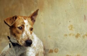 Many Dogs Left Tied Up During Hurricane Irma – Owners Will Be Prosecuted Many Dogs Left Tied Up During Hurricane Irma – Owners Will Be Prosecuted