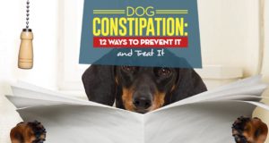 Dog Constipation: 12 Ways to Prevent and Treat It My Dog Constipation