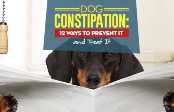 Dog Constipation: 12 Ways to Prevent and Treat It My Dog Constipation