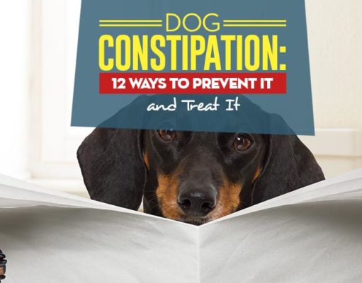 Dog Constipation: 12 Ways to Prevent and Treat It My Dog Constipation