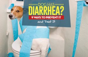 Dog Has Diarrhea? 9 Ways to Prevent and Treat It My Dog Has Diarrhea