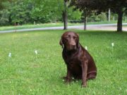 Review: PetSafe Basic In-Ground Fence PetSafe Classic In-Ground Fence Review