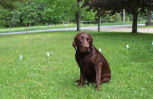 Review: PetSafe Basic In-Ground Fence PetSafe Classic In-Ground Fence Review