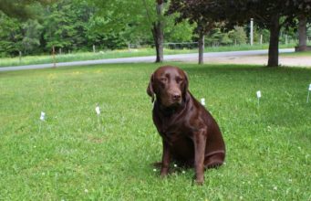 Review: PetSafe Basic In-Ground Fence PetSafe Classic In-Ground Fence Review