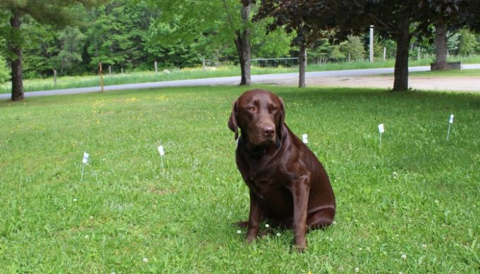 Cordless PetSafe YardMax In Ground Dog Fence Review and Testing - Pet Safe In Ground Dog Fencing Solutions