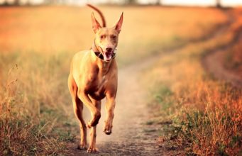Pharaoh Hound Dog Breed Profile Pharaoh Hound Dog