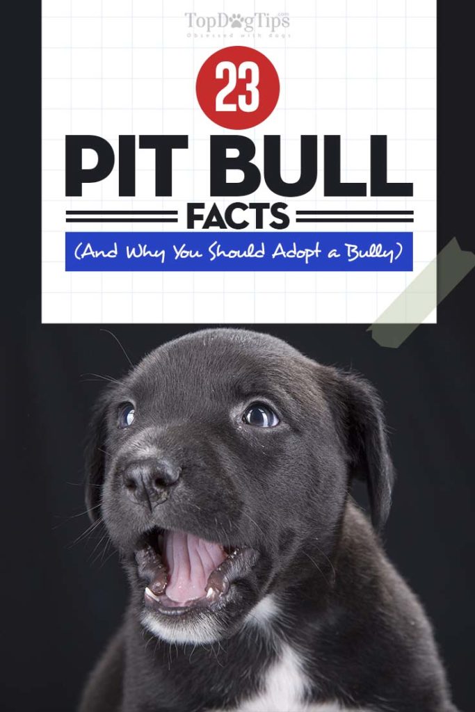 23 Pit Bull Facts and Why You Should Adopt a Pit Bully