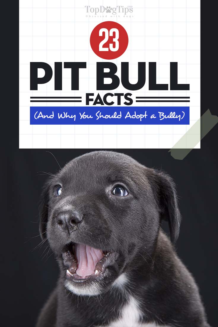 23 Pit Bull Facts and Why You Should Adopt a Pit Bully