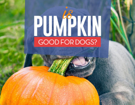 Pumpkin for Dogs 101: A Healthy Snack With No Side Effects Pumpkin for Dogs 101