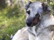 Iranian Dog Flown to U.S. for Treatment of Cruel Firecracker Burns Injury Iranian Dog Flown to U.S. for Treatment for Cruel Injury