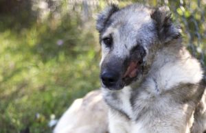 Iranian Dog Flown to U.S. for Treatment of Cruel Firecracker Burns Injury Iranian Dog Flown to U.S. for Treatment for Cruel Injury