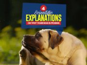 Why Is My Dog Itching? 4 Scientific Reasons and Proven Treatments Reasons Why Is My Dog Itching