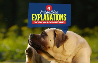 Why Is My Dog Itching? 4 Scientific Reasons and Proven Treatments Reasons Why Is My Dog Itching