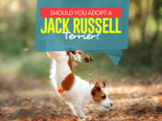 Should You Adopt a Jack Russell Terrier? Reasons to Adopt a Jack Russell Terrier
