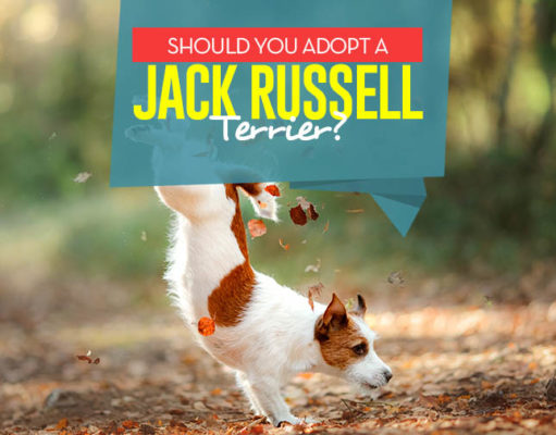 Should You Adopt a Jack Russell Terrier? Reasons to Adopt a Jack Russell Terrier