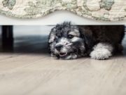 Study: Dogs’ Fear and Aggression Can Be Genetic Study - Dogs Fear and Aggression Can Be Genetic